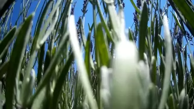 Türkiye'nin en büyük adası 'lavanta' kokacak (2) Türkiye'nin en büyük adası 'lavanta' kokacak (2)