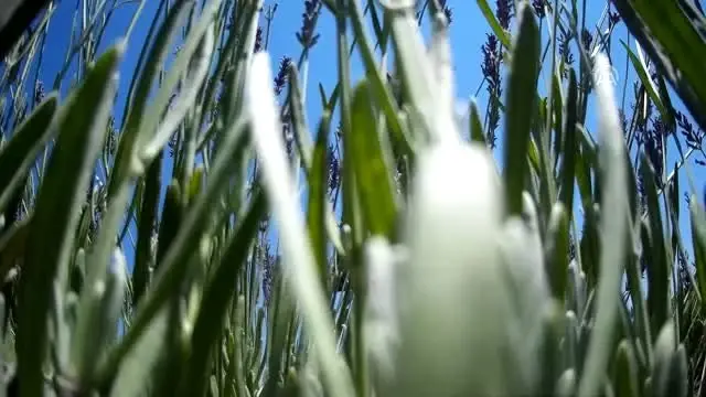 Türkiye'nin en büyük adası 'lavanta' kokacak (2) Türkiye'nin en büyük adası 'lavanta' kokacak (2)