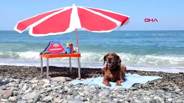 Narkotik köpeği Vuslat, emekliliğini deniz kıyısında kutladı Narkotik köpeği Vuslat, emekliliğini deniz kıyısında kutladı