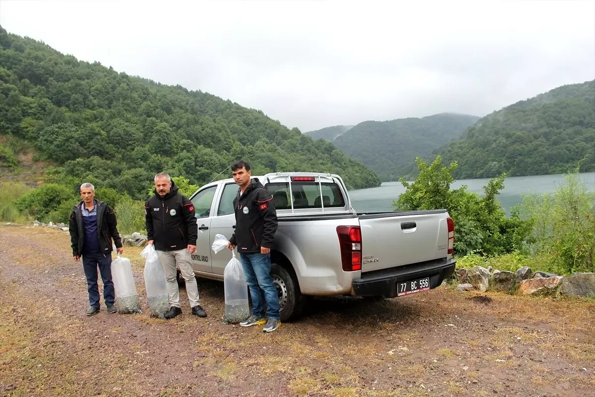 Yalova'da göletlere 35 bin sazan yavrusu bırakıldı