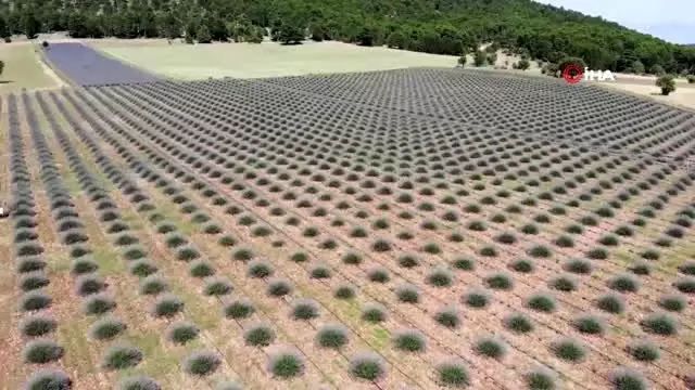 Denizli'nin lavantadaki hedefi 50 bin dekar...Lavanta tarlaları havadan görüntülendi