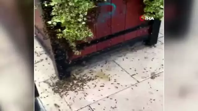 - İrlanda'da Arılar Paniğe Neden Oldu