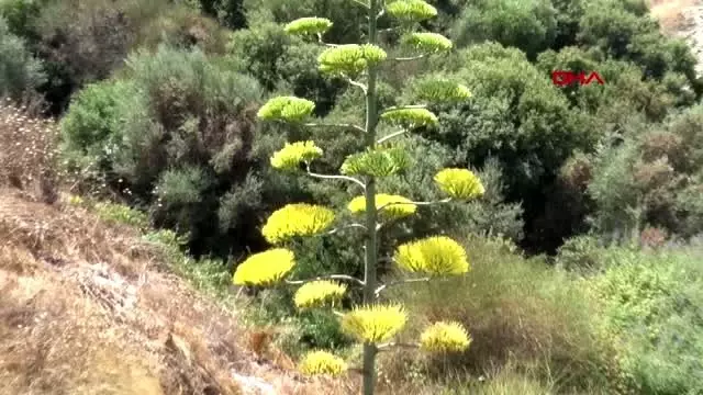 İzmir'de, UNESCO'nun dünya mirası listesindeki agave bitkisi çiçek açtı