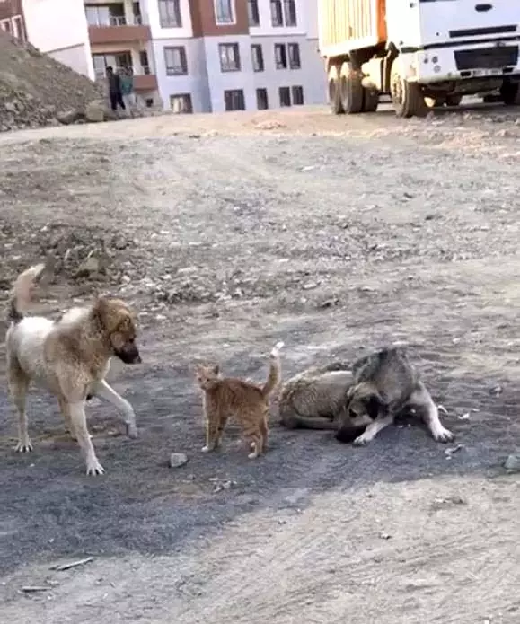 Köpek ile kedinin oynaması kameraya yansıdı Haberler