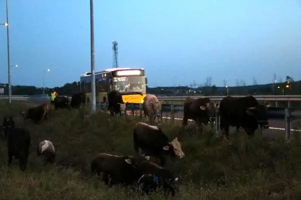 Kurbanlık taşıyan TIR bariyere çarptı, hayvanlar yola savruldu
