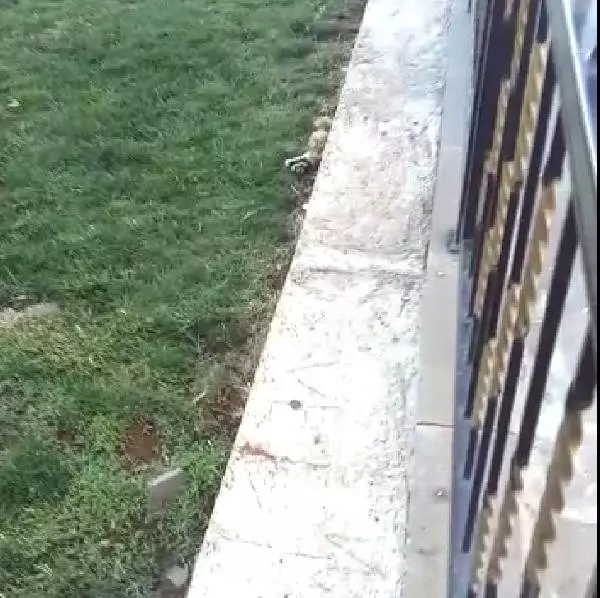Siverek'te, alaca sansar görüldü