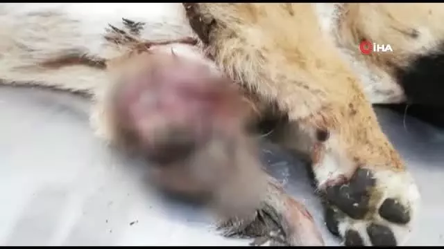Yaralı halde bulunan köpeğin ayağı kesildi