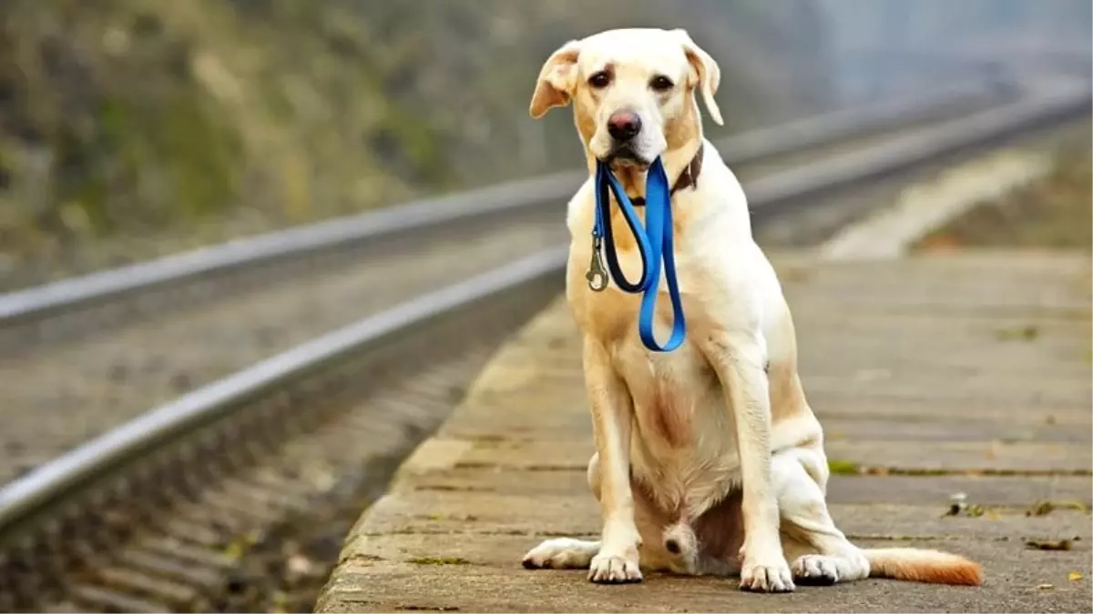 Çin&apos;de Kaybolan Köpekleri &apos;Burun İzleri&apos; Sayesinde Bulan Bir...