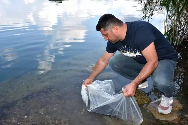Gaga Gölü'ne 30 bin sazan yavrusu Gaga Gölü'ne 30 bin sazan yavrusu