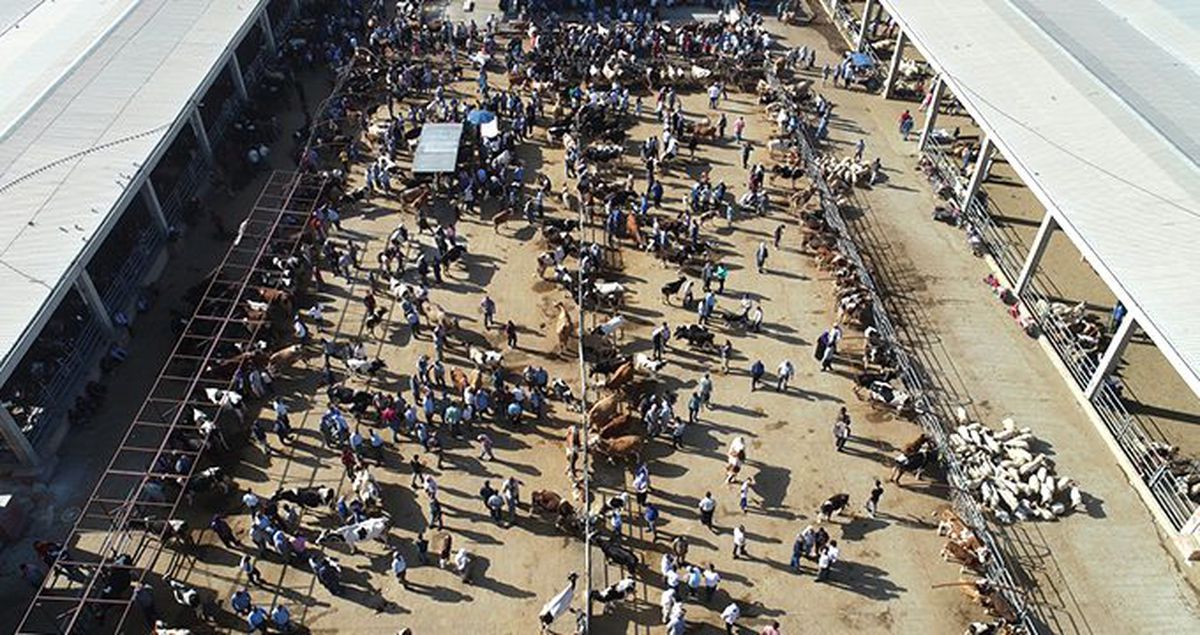 Meralarda yetişen kurbanlıklara yoğun ilgi! Yurt dışından bile alıcılar geliyor