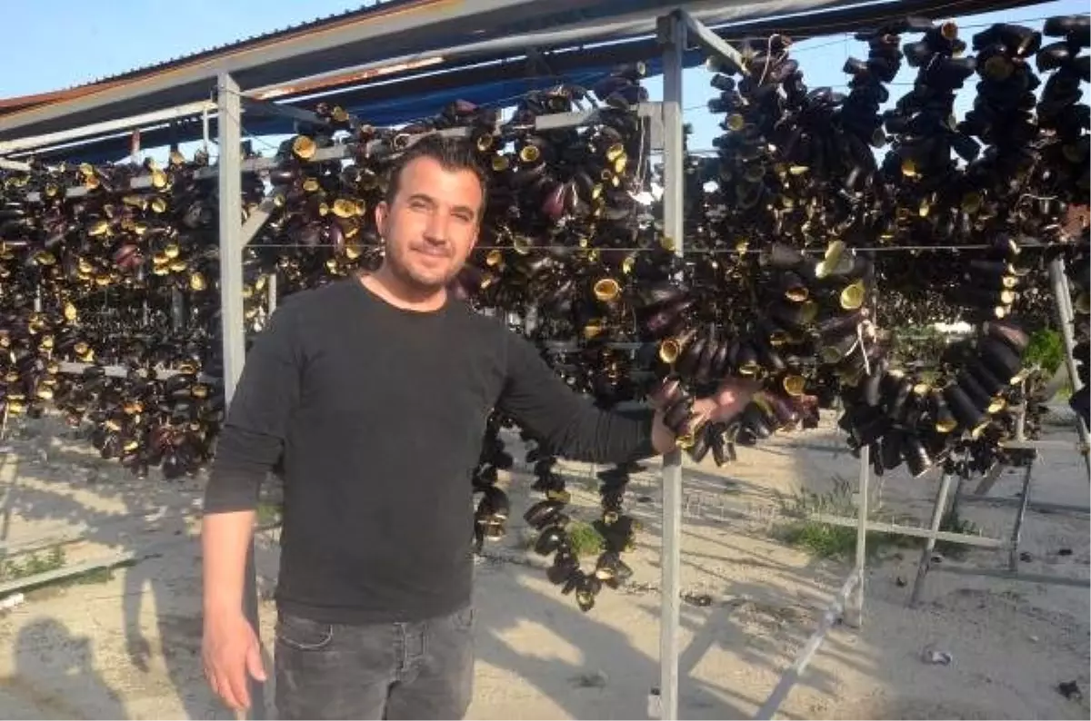 Nazilli'de kurutulan dolmalık patlıcanlar dünyaya ihraç ediliyor