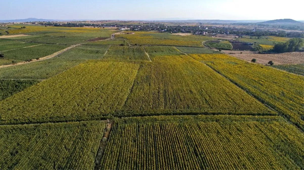 Trakya'nın 'Sarı gelini' havadan görüntülendi