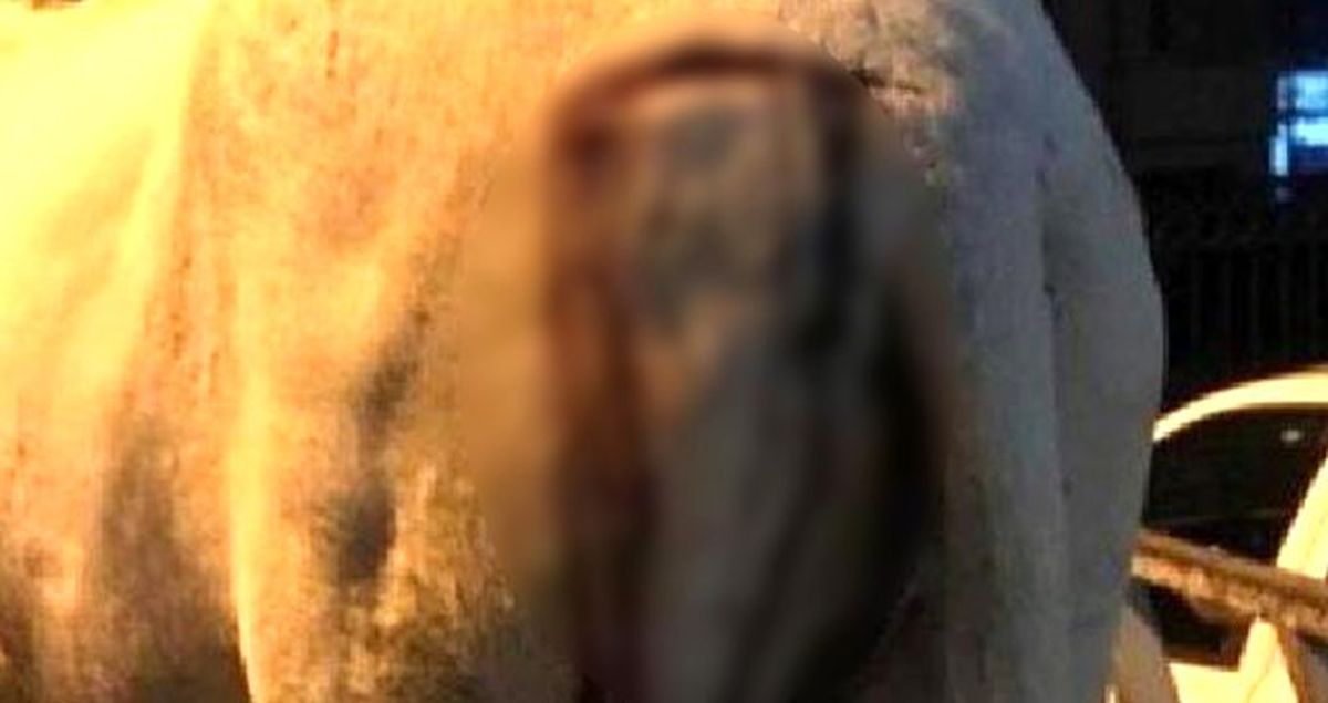 Bahçesine giren eşeği keserle yaralayan kadın gözaltına alındı