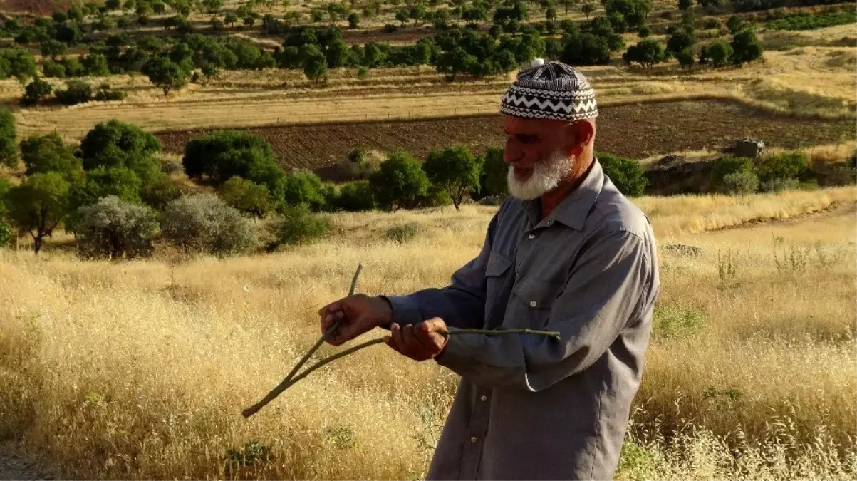 Bakır tel, dut ve nar ağaçlarının dalları ile su buluyor