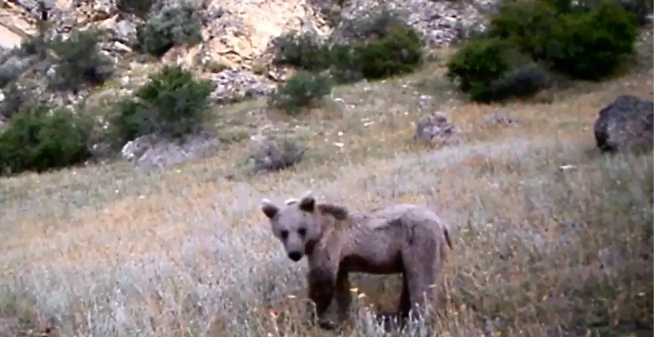 Erzurum'da yaban hayatı fotokapana yansıdı