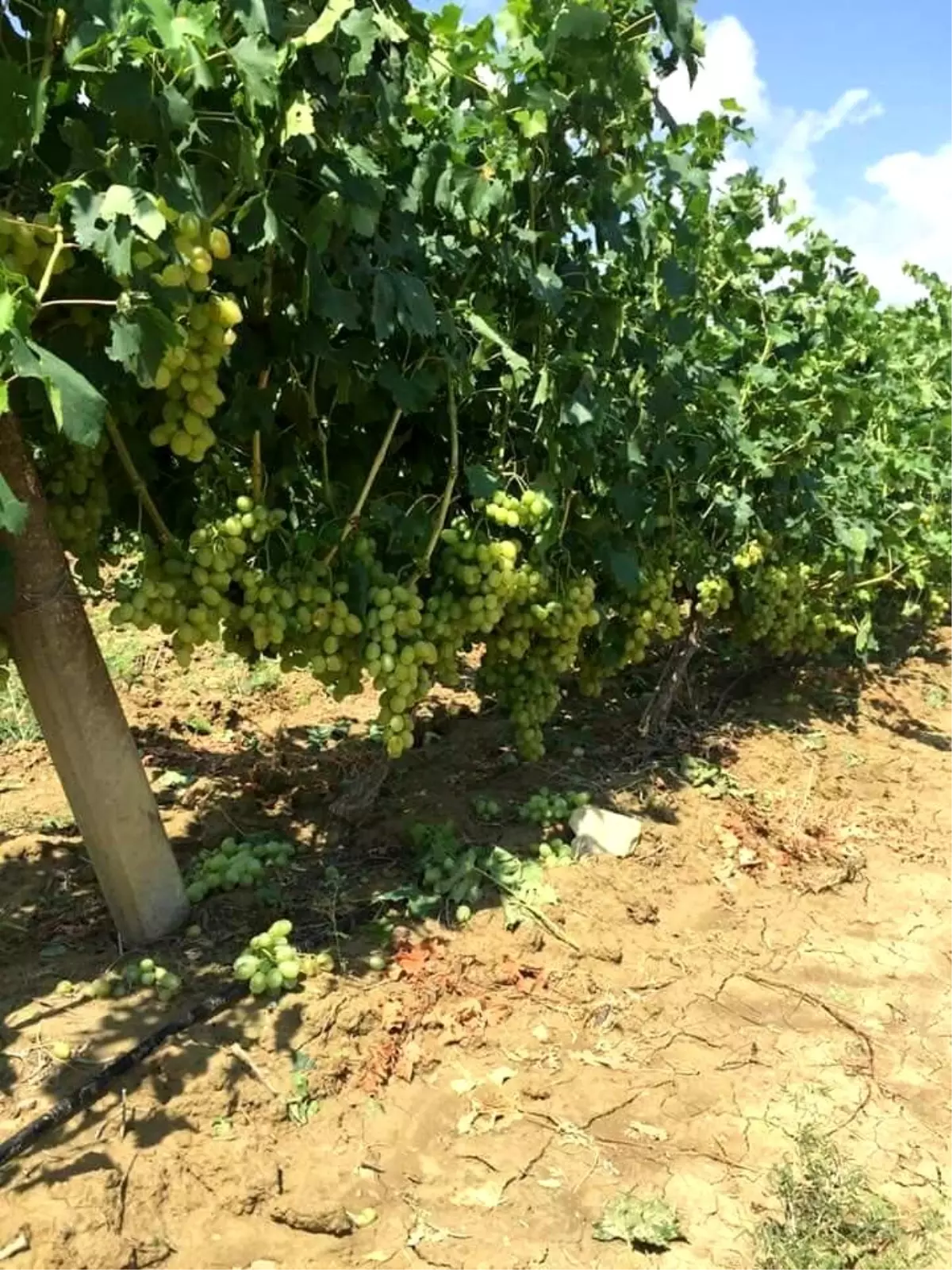 Mersin'de dolu üzüme zarar verdi