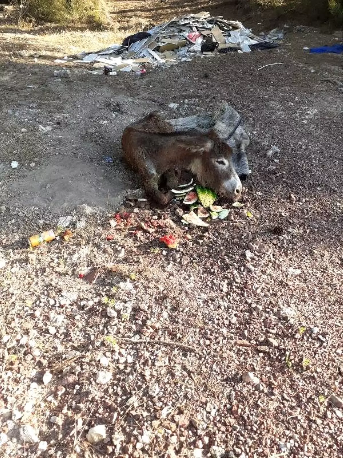 Yaralı eşeği halıya sarıp ölüme terk ettiler