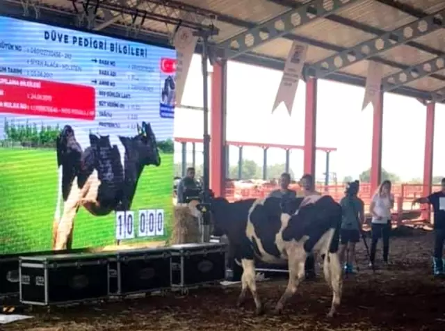 Damızlık düvelerin açık artırımla satışları devam ediyor