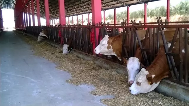 Damızlık düvelerin açık artırımla satışları devam ediyor