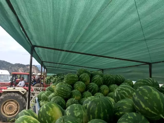 Karpuz pazarı çiftçilerin umudu oldu