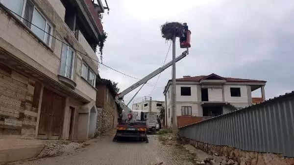 Sakat yavru leyleği, elektrik firması ekipleri kurtardı