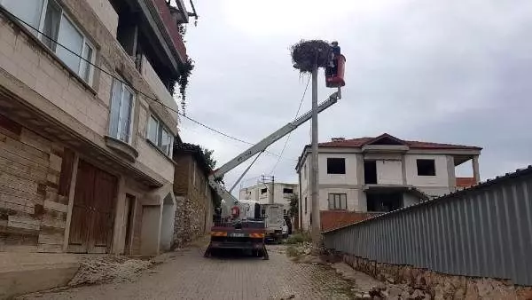 Sakat yavru leyleği, elektrik firması ekipleri kurtardı
