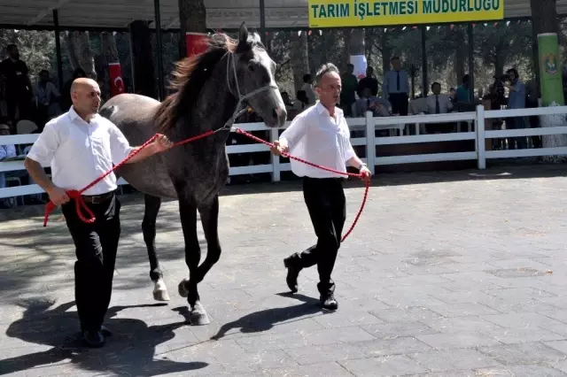 TİGEM'in tayları görücüye çıkıyor