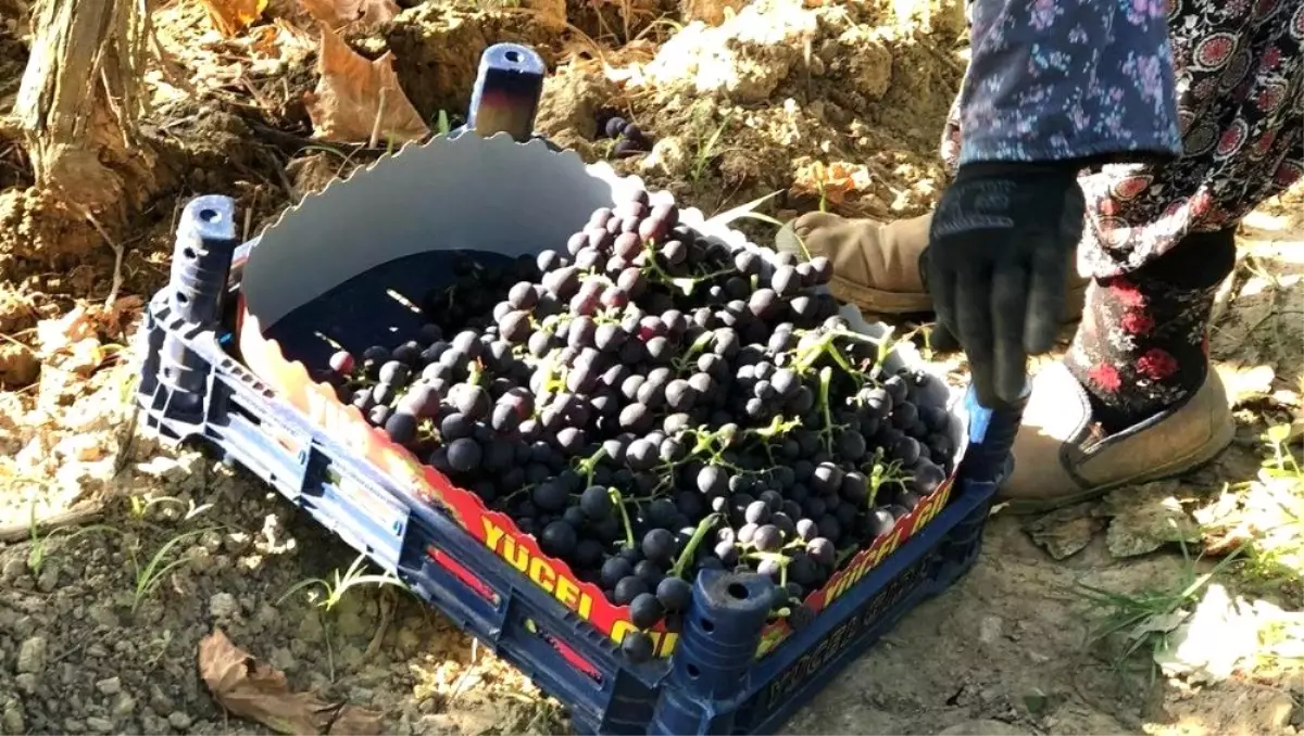 Üzümde erkenci hasat başladı
