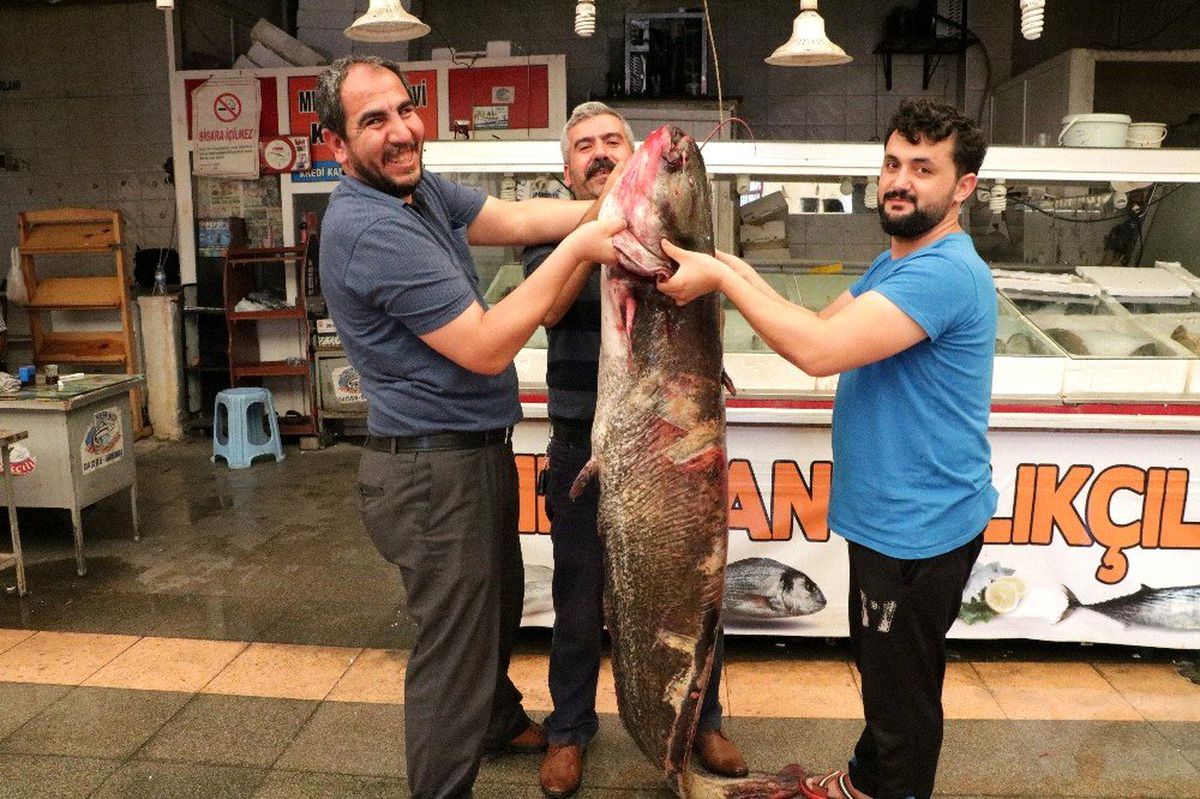 Baraj gölünde 100 kilo ağırlığında, 2 metre boyunda dev yayın balığı yakalandı