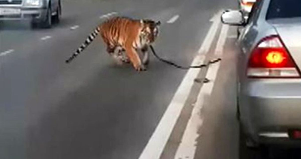 Eğitmeninden kaçan kaplan, seyir halindeki otomobilden yola atladı