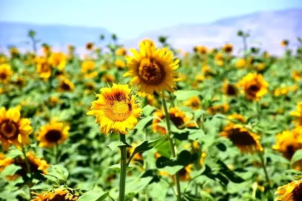Malatya'daki ayçiçeği tarlalarında görsel şölen