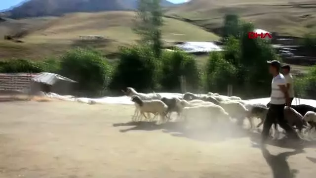 Muş'tan kurbanlık sevkiyatı başladı