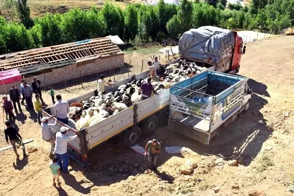 Muş'tan kurbanlık sevkiyatı başladı