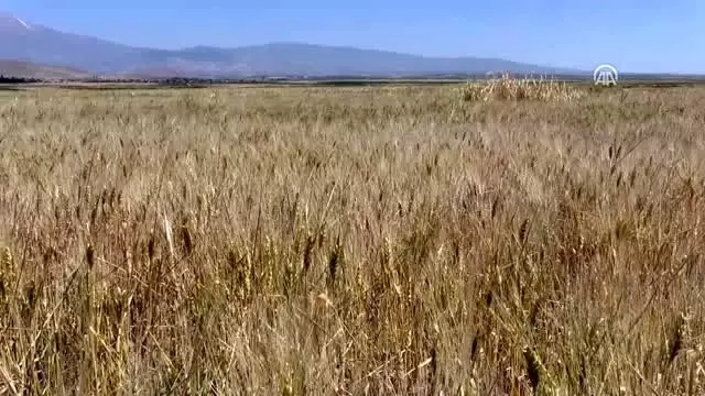 Ömrünü atalık tohum 'gacer'i yaşatmaya adadı Ömrünü atalık tohum 'gacer'i yaşatmaya adadı