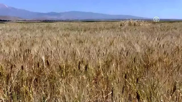 Ömrünü atalık tohum 'gacer'i yaşatmaya adadı Ömrünü atalık tohum 'gacer'i yaşatmaya adadı