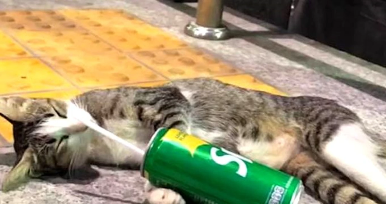 Sarhoş gibi görünen kedi sosyal medyada büyük ilgi gördü! Haberler