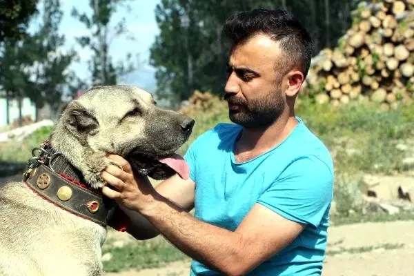 Anadolu çoban köpeklerinin yavruları doğmadan satılıyor