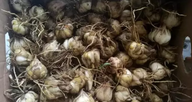 Evdeki 6 bin 300 zambak soğanı için 60 bin lira ceza kesildi
