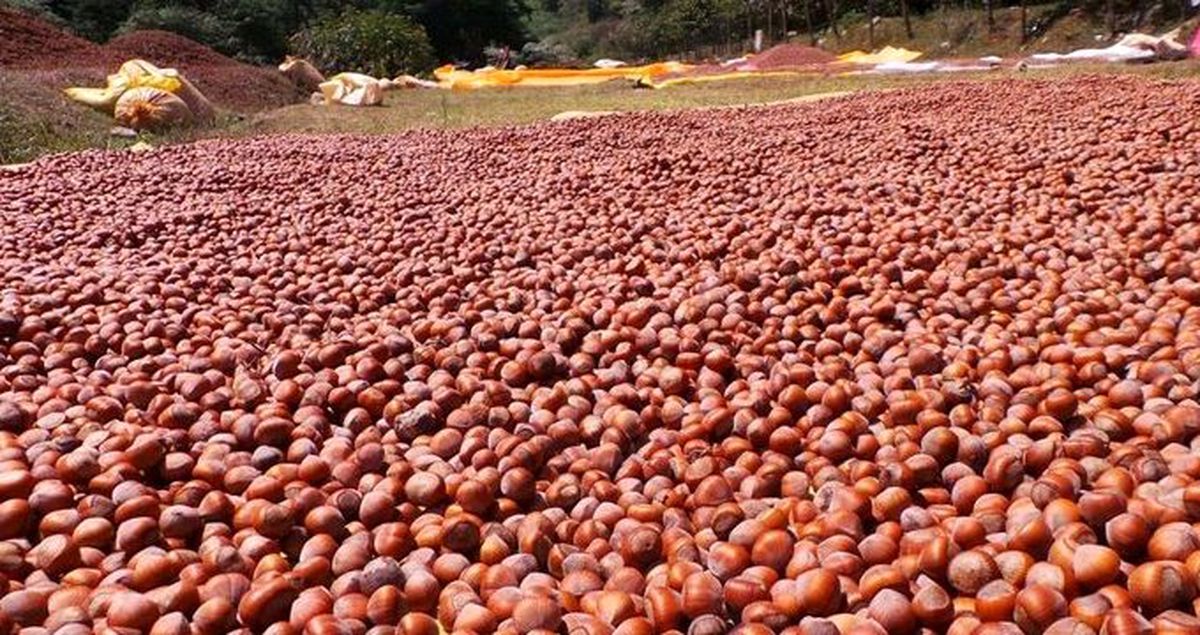 Fındıkta üreticiyi korkutan gelişme! Bir haftada fiyatı 20 liradan 12 liraya düştü