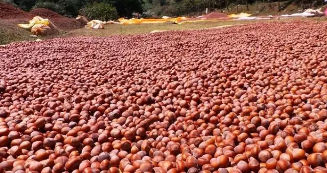 Fındıkta üreticiyi korkutan gelişme! Bir haftada fiyatı 20 liradan 12 liraya düştü