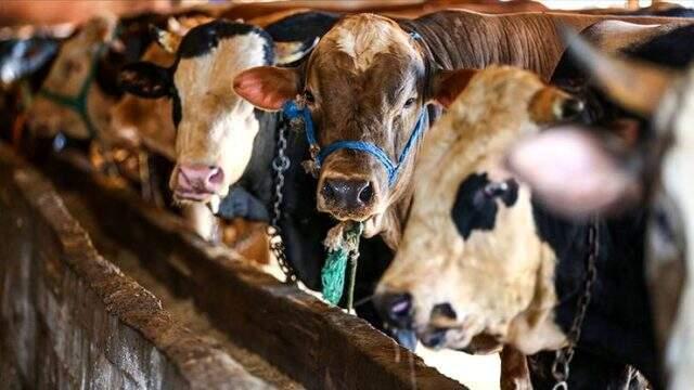 Kurban Bayramı ne zaman kutlanacak? 2019'da Kurban Bayramı tatili kaç gün, 9 gün mü olacak?