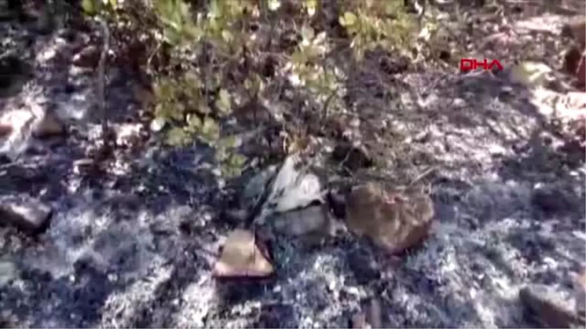 MUĞLA DALAMAN'DAKİ ORMAN YANGININDA, BİTKİN HALDE BULUNAN KARTAL TEDAVİYE ALINDI