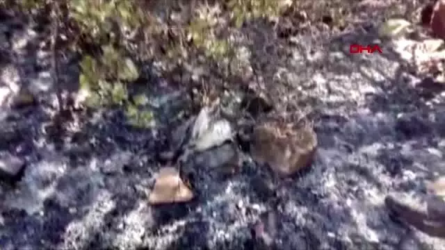 MUĞLA DALAMAN'DAKİ ORMAN YANGININDA, BİTKİN HALDE BULUNAN KARTAL TEDAVİYE ALINDI MUĞLA DALAMAN'DAKİ ORMAN YANGININDA, BİTKİN HALDE BULUNAN KARTAL TEDAVİYE ALINDI