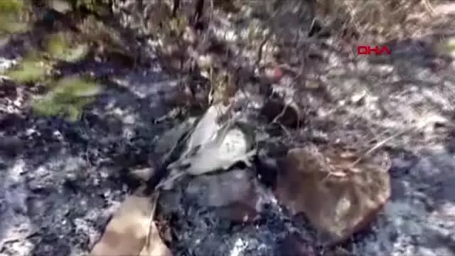 MUĞLA DALAMAN'DAKİ ORMAN YANGININDA, BİTKİN HALDE BULUNAN KARTAL TEDAVİYE ALINDI MUĞLA DALAMAN'DAKİ ORMAN YANGININDA, BİTKİN HALDE BULUNAN KARTAL TEDAVİYE ALINDI