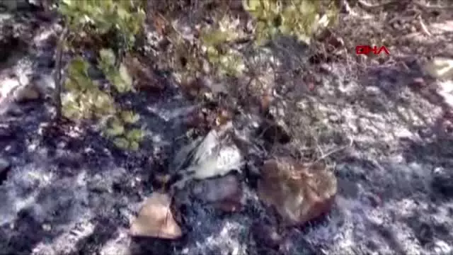 MUĞLA DALAMAN'DAKİ ORMAN YANGININDA, BİTKİN HALDE BULUNAN KARTAL TEDAVİYE ALINDI MUĞLA DALAMAN'DAKİ ORMAN YANGININDA, BİTKİN HALDE BULUNAN KARTAL TEDAVİYE ALINDI