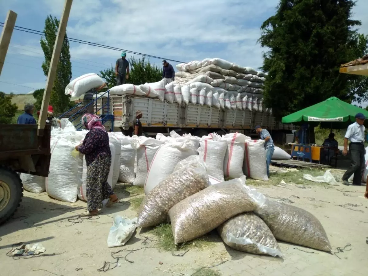 Selendi'de haşhaş kapsülü alımları başladı