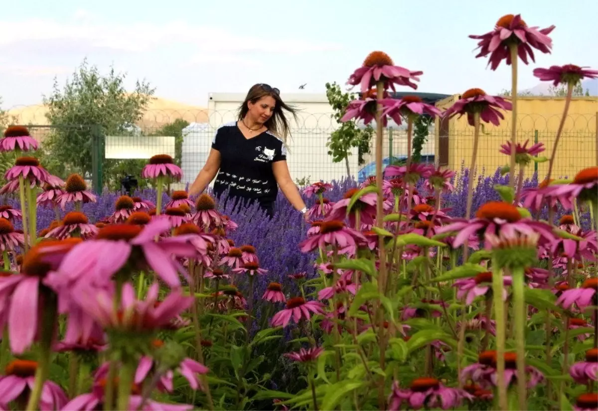 Van Gölü kıyısında lavanta ve ekinezya hasadı