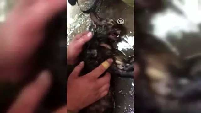 Yangında dumandan etkilenen kedi kalp masajıyla hayata döndürüldü - BALIKESİR