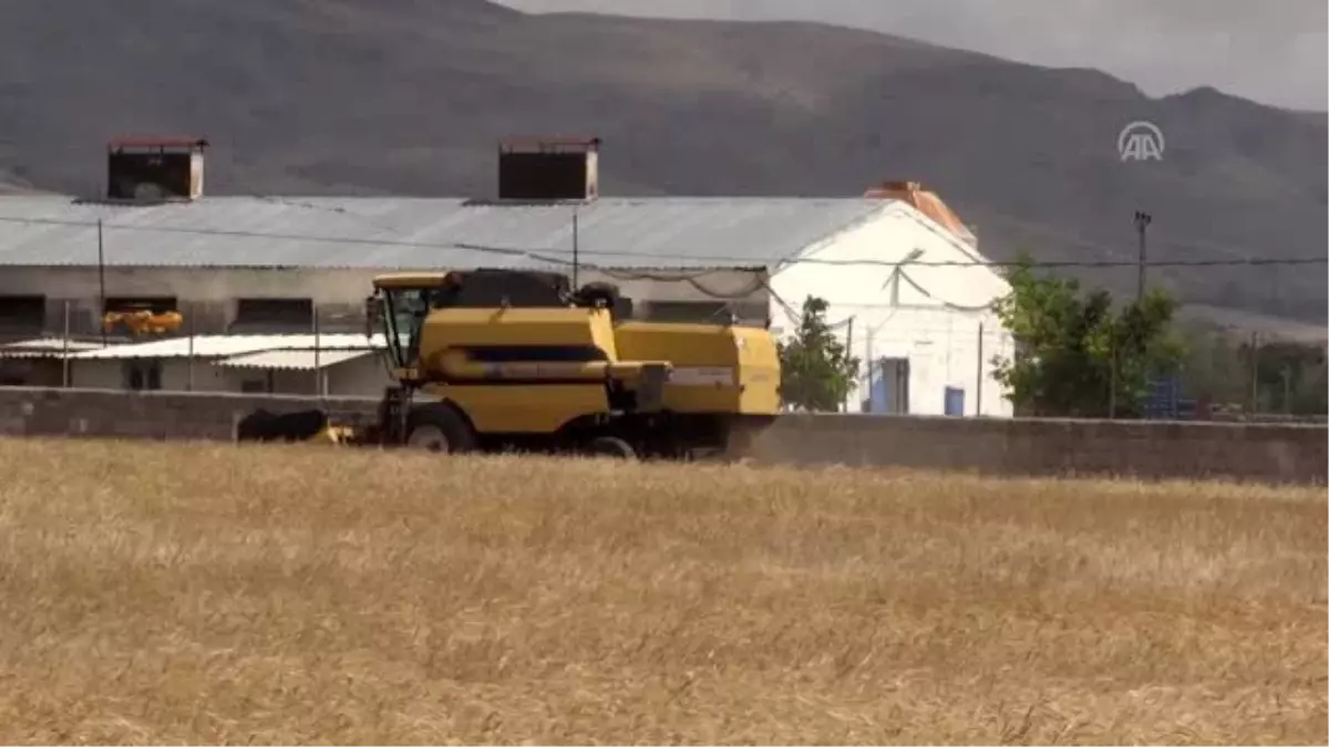 Ata yadigarı 'siyez' buğdayında hasat sevinci