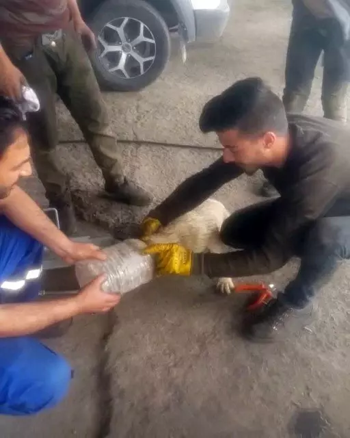 Başı plastik bidona sıkışan köpek için sanayi işçileri seferber oldu